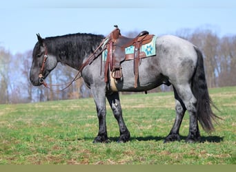 Cheval de trait Croisé, Hongre, 6 Ans, 160 cm, Rouan Bleu