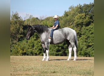 Cheval de trait, Hongre, 6 Ans, 160 cm