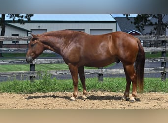 Cheval de trait Croisé, Hongre, 6 Ans, 163 cm, Alezan cuivré