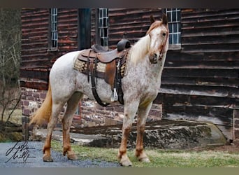 Cheval de trait, Hongre, 6 Ans, 163 cm, Alezan cuivré