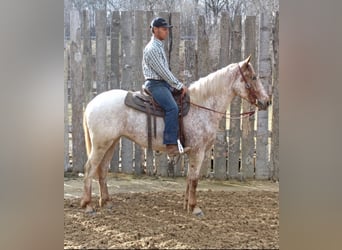 Cheval de trait, Hongre, 6 Ans, 163 cm, Alezan cuivré