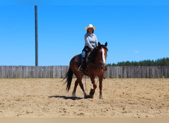 Cheval de trait Croisé, Hongre, 6 Ans, 163 cm, Bai cerise