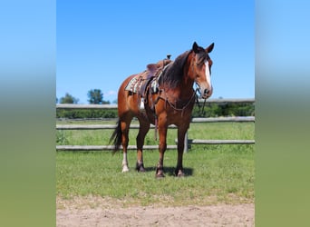 Cheval de trait Croisé, Hongre, 6 Ans, 163 cm, Bai cerise