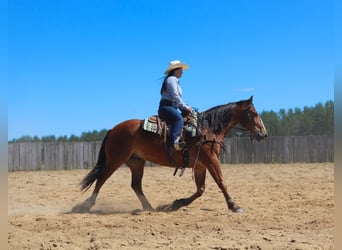 Cheval de trait Croisé, Hongre, 6 Ans, 163 cm, Bai cerise