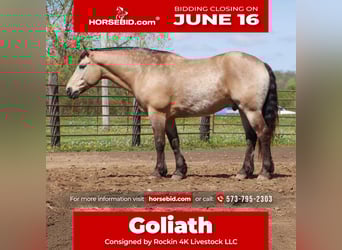 Cheval de trait Croisé, Hongre, 6 Ans, 163 cm, Buckskin