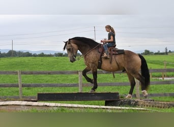 Cheval de trait Croisé, Hongre, 6 Ans, 163 cm, Buckskin