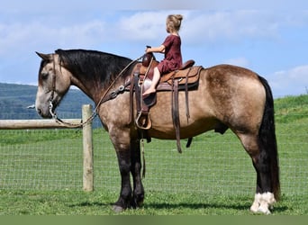 Cheval de trait Croisé, Hongre, 6 Ans, 163 cm, Buckskin