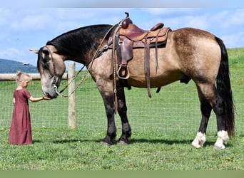Cheval de trait Croisé, Hongre, 6 Ans, 163 cm, Buckskin