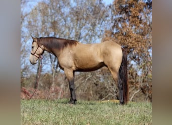 Cheval de trait, Hongre, 6 Ans, 163 cm, Buckskin