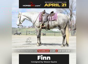 Cheval de trait Croisé, Hongre, 6 Ans, 163 cm, Gris pommelé