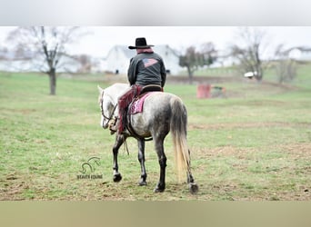 Cheval de trait Croisé, Hongre, 6 Ans, 163 cm, Gris pommelé