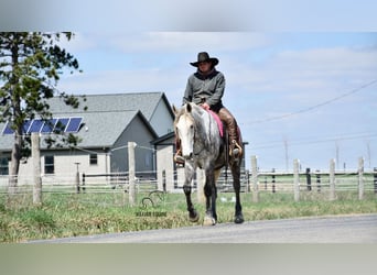 Cheval de trait Croisé, Hongre, 6 Ans, 163 cm, Gris pommelé