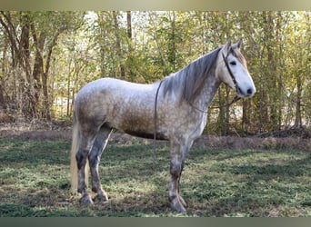 Cheval de trait, Hongre, 6 Ans, 163 cm, Gris