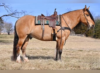 Cheval de trait Croisé, Hongre, 6 Ans, 163 cm, Isabelle