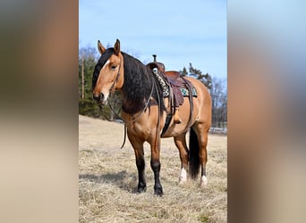 Cheval de trait Croisé, Hongre, 6 Ans, 163 cm, Isabelle