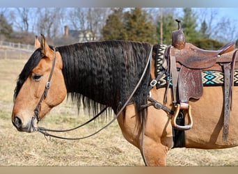 Cheval de trait Croisé, Hongre, 6 Ans, 163 cm, Isabelle