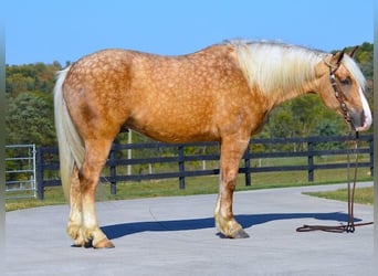 Cheval de trait, Hongre, 6 Ans, 163 cm, Palomino