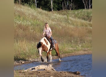 Cheval de trait Croisé, Hongre, 6 Ans, 163 cm, Pinto