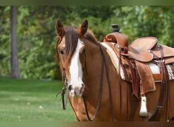 Cheval de trait, Hongre, 6 Ans, 163 cm, Roan-Bay