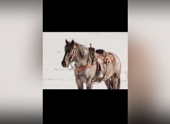 Cheval de trait Croisé, Hongre, 6 Ans, 163 cm, Rouan Bleu