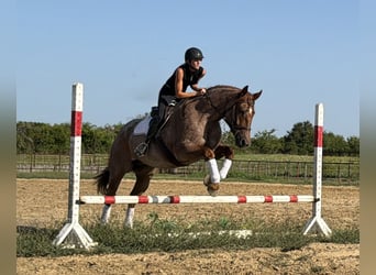 Cheval de trait Croisé, Hongre, 6 Ans, 163 cm, Rouan Rouge