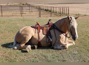 Cheval de trait, Hongre, 6 Ans, 165 cm, Palomino