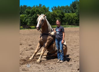 Cheval de trait, Hongre, 6 Ans, 165 cm, Palomino