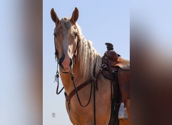 Cheval de trait, Hongre, 6 Ans, 165 cm, Palomino