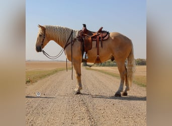 Cheval de trait, Hongre, 6 Ans, 165 cm, Palomino