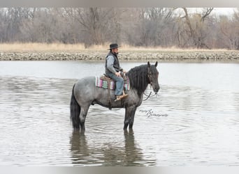 Cheval de trait, Hongre, 6 Ans, 165 cm, Rouan Bleu