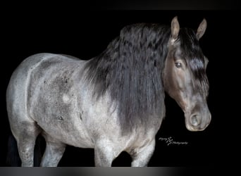 Cheval de trait, Hongre, 6 Ans, 165 cm, Rouan Bleu