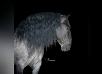 Cheval de trait, Hongre, 6 Ans, 165 cm, Rouan Bleu