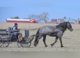 Cheval de trait, Hongre, 6 Ans, 165 cm, Rouan Bleu