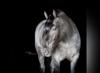 Cheval de trait, Hongre, 6 Ans, 165 cm, Rouan Bleu