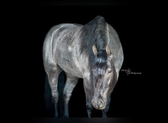 Cheval de trait, Hongre, 6 Ans, 165 cm, Rouan Bleu