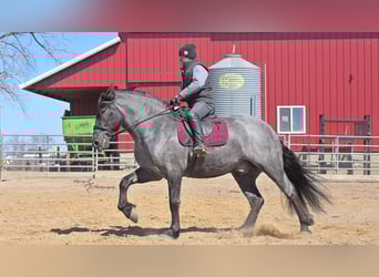Cheval de trait, Hongre, 6 Ans, 165 cm, Rouan Bleu