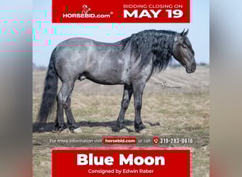Cheval de trait, Hongre, 6 Ans, 165 cm, Rouan Bleu