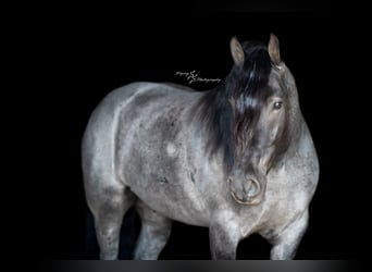 Cheval de trait, Hongre, 6 Ans, 165 cm, Rouan Bleu