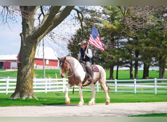 Cheval de trait, Hongre, 6 Ans, 165 cm, Rouan Rouge