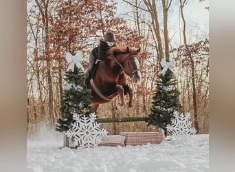 Cheval de trait Croisé, Hongre, 6 Ans, 168 cm, Alezan brûlé