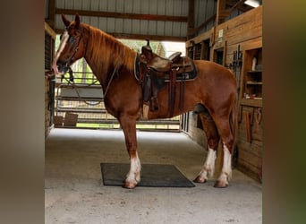 Cheval de trait, Hongre, 6 Ans, 168 cm, Alezan cuivré