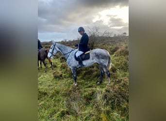 Cheval de trait, Hongre, 6 Ans, 168 cm, Gris pommelé