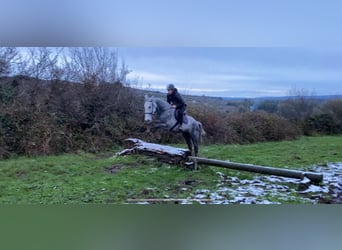 Cheval de trait, Hongre, 6 Ans, 168 cm, Gris pommelé