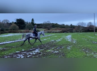 Cheval de trait, Hongre, 6 Ans, 168 cm, Gris pommelé