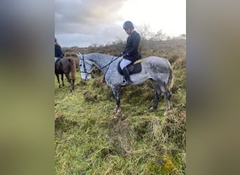 Cheval de trait, Hongre, 6 Ans, 168 cm, Gris pommelé