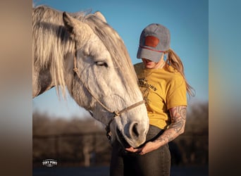 Cheval de trait, Hongre, 6 Ans, 168 cm, Gris pommelé