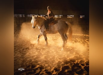 Cheval de trait, Hongre, 6 Ans, 168 cm, Gris pommelé