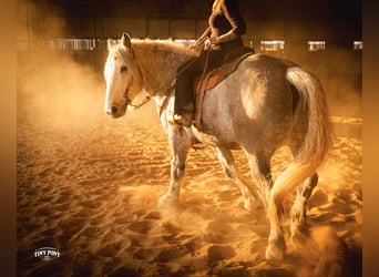 Cheval de trait, Hongre, 6 Ans, 168 cm, Gris pommelé