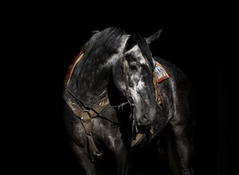 Cheval de trait Croisé, Hongre, 6 Ans, 168 cm, Gris