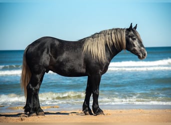 Cheval de trait Croisé, Hongre, 6 Ans, 168 cm, Gris